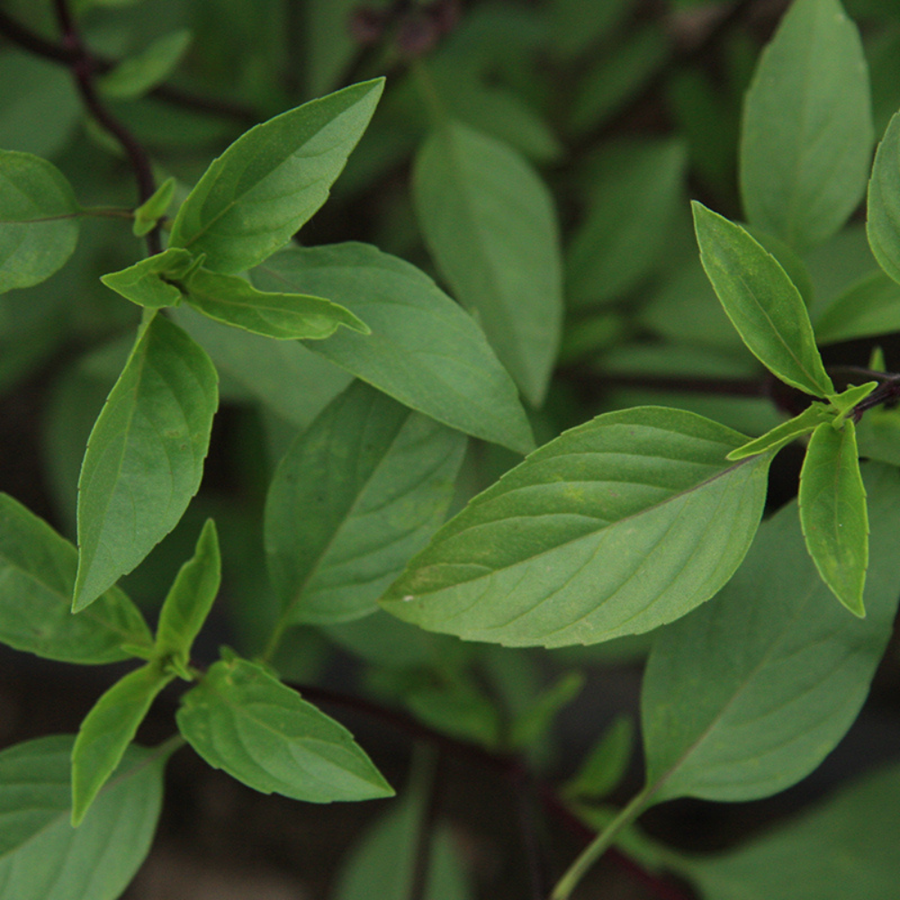 Thaise basilicum BIO