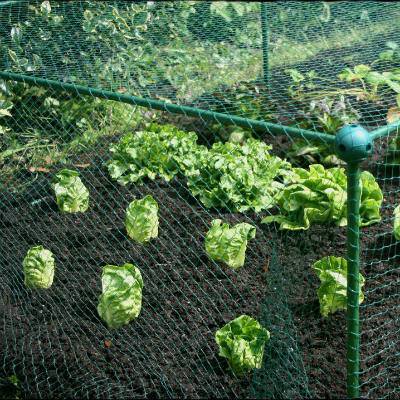 Cage de 1,25 m de haut sur 1 m de large avec BIRD NET idéale pour les petits fruits (Choisissez la longueur)