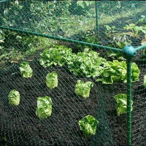 Käfig 1,25 m hoch, 1 m breit mit VOGELNETZ, ideal für kleine Früchte (Länge wählen)