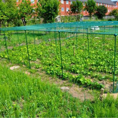 Cage de 1,25 m de haut sur 1 m de large avec BIRD NET idéale pour les petits fruits (Choisissez la longueur)