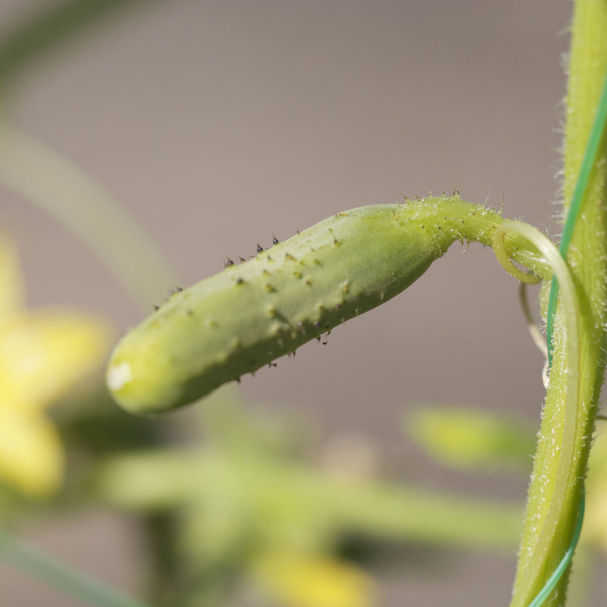 Cornichon 'Petit de Paris' Graines Bio