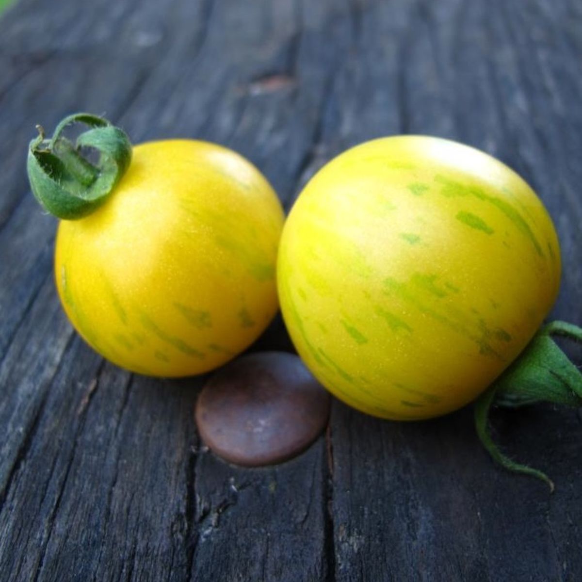 Tomaten-Topas-BIO-Samen