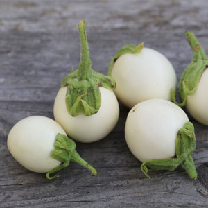 Aubergine pour pot 'BLANCHE RONDE A OEUFS' Graines Bio