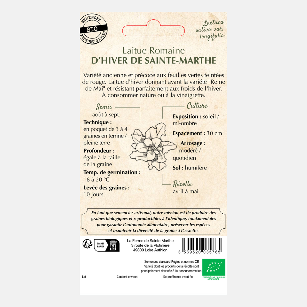 Laitue romaine 'Hiver Sainte-Marthe' BIO