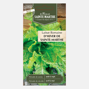 Laitue romaine 'Hiver Sainte-Marthe' BIO