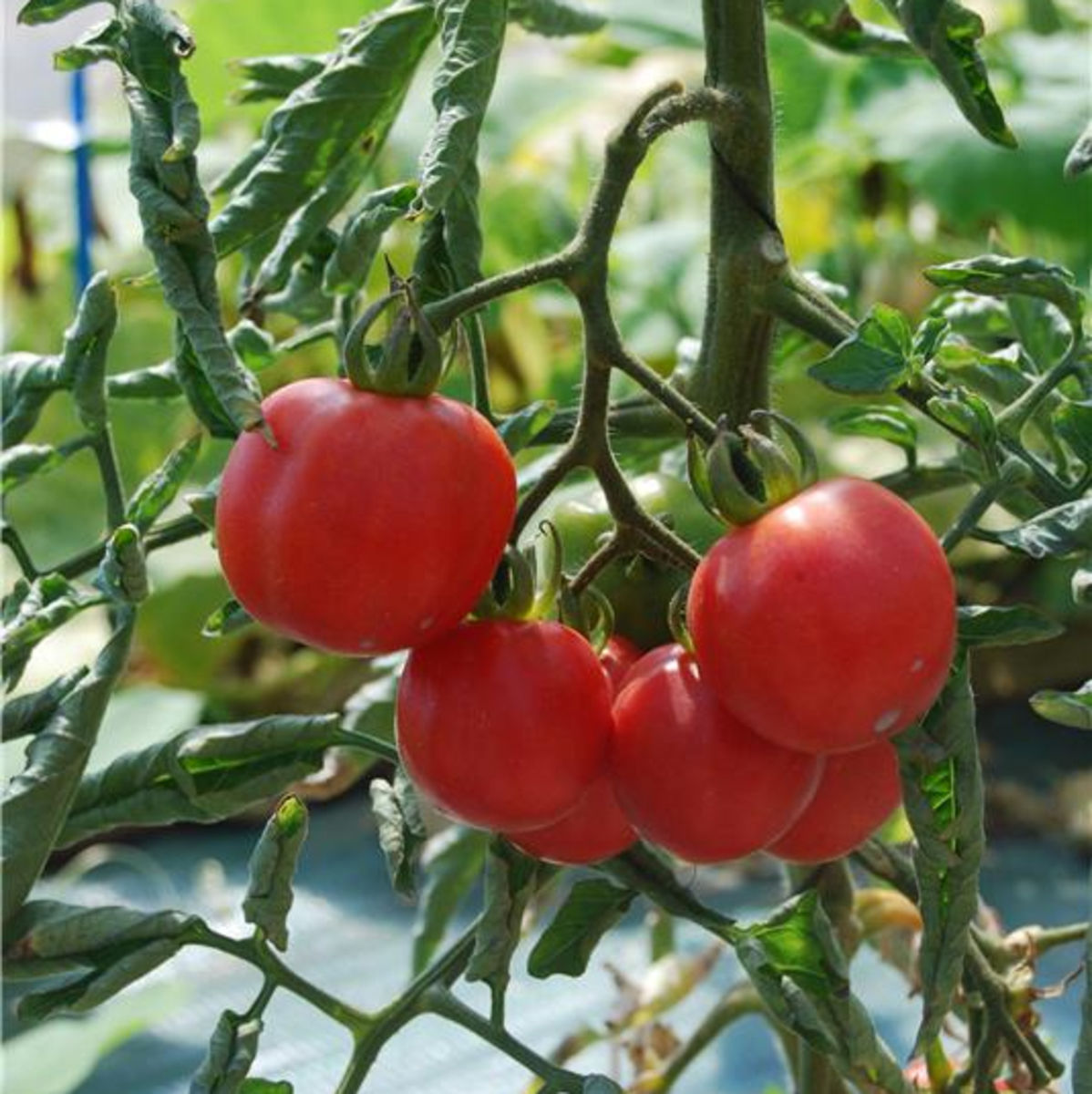 Tomatensamen „Pêche“ BIO