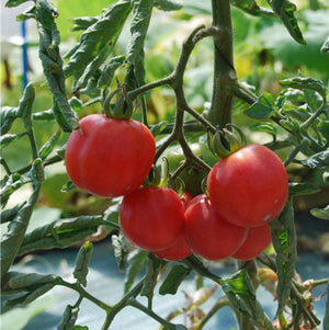 Graines de Tomate 'Pêche' BIO