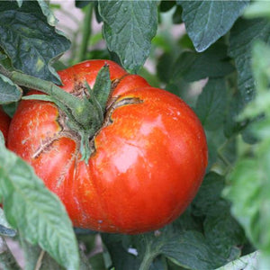 Graines de Tomate Russe BIO (variété précoce)