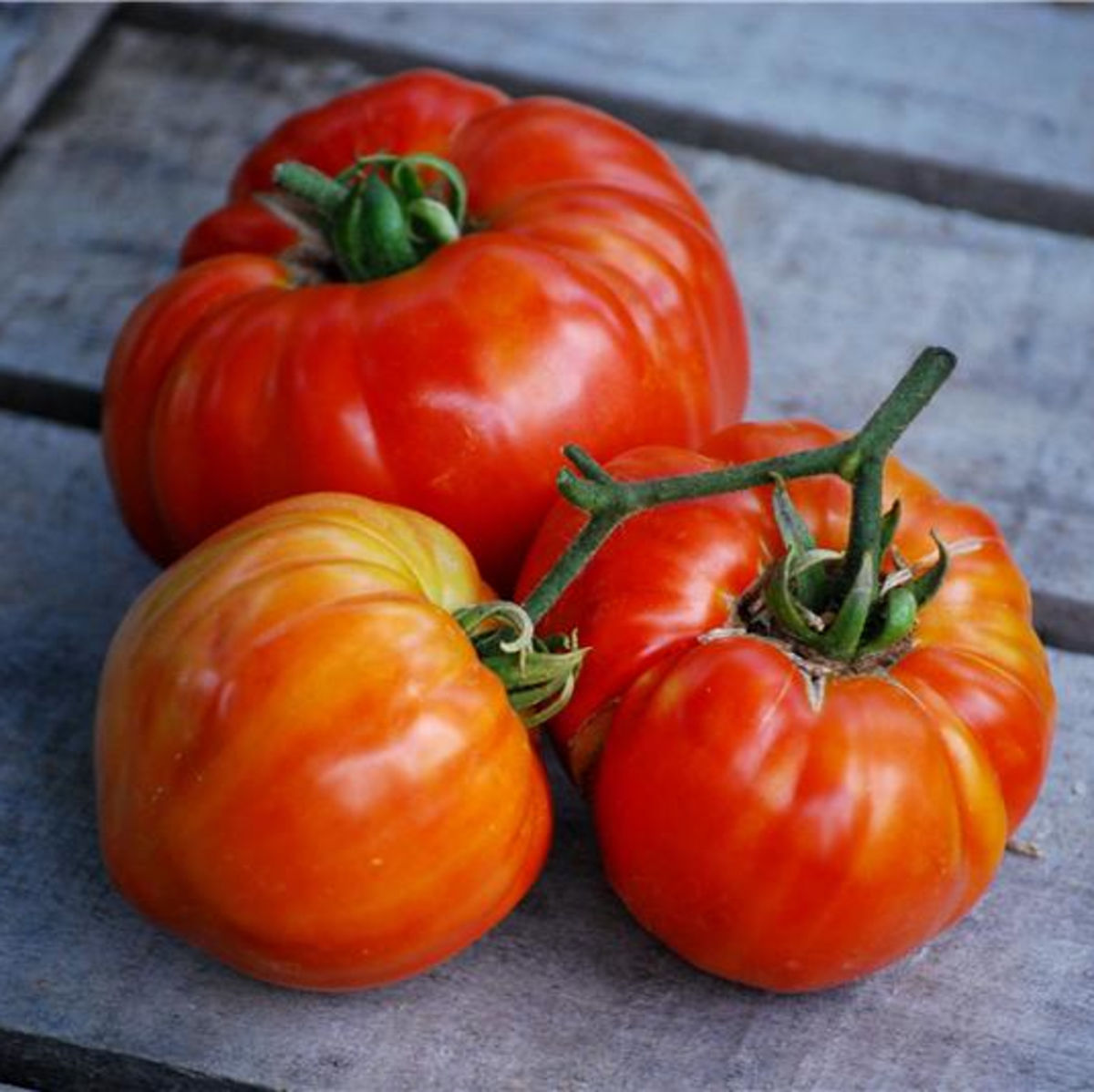 Semences de Tomate Sainte Lucie BIO (variété précoce)