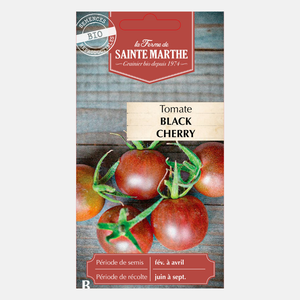 Tomate cerise 'Black Cherry' BIO