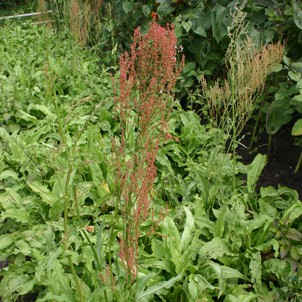 Oseille des jardins BIO