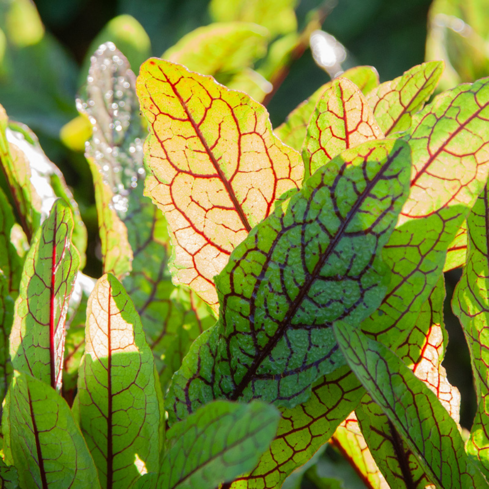 Bloedzuring 'Red Stripe' BIO