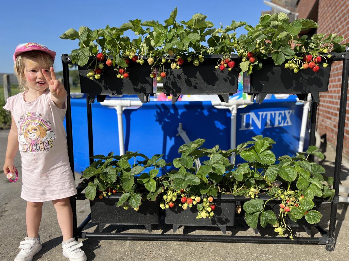 Paquet de fraises 6 contenants, support pour contenants, plantes et tout matériel de culture 