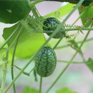 Concombre mexicain - Cucamelon - Melon de souris (Melothria scabra) Graines Bio