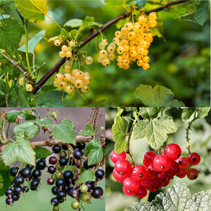 Trio de groseilles à petits fruits - 3 types de groseilles dans 1 pot