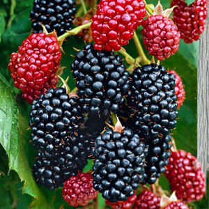 Trio de mûres à fruits rouges - 3 types de mûriers dans 1 pot