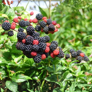 Trio kleinfruit bramen - 3 soorten bramenstruiken in 1 pot