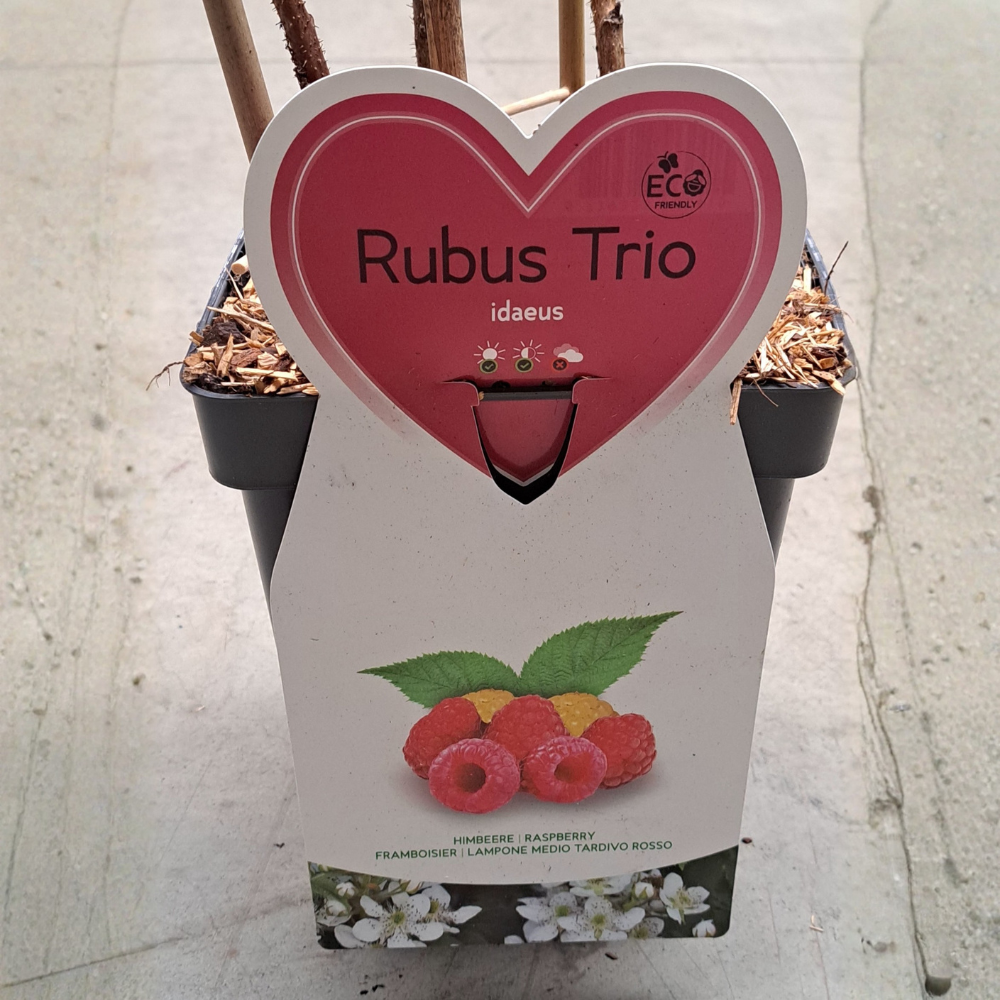 Trio of small fruit raspberries - 3 types of raspberries in 1 pot