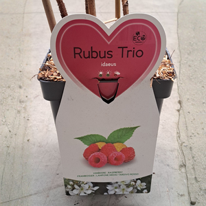 Trio of small fruit raspberries - 3 types of raspberries in 1 pot