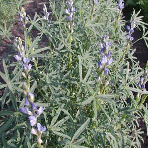 Blauwe lupine - Groenbemester BIO