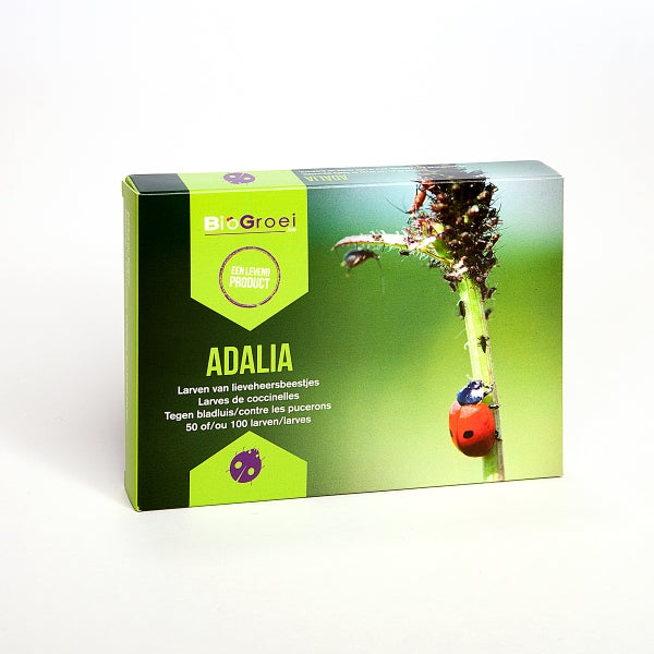 Coccinelles Adalia 50 larves