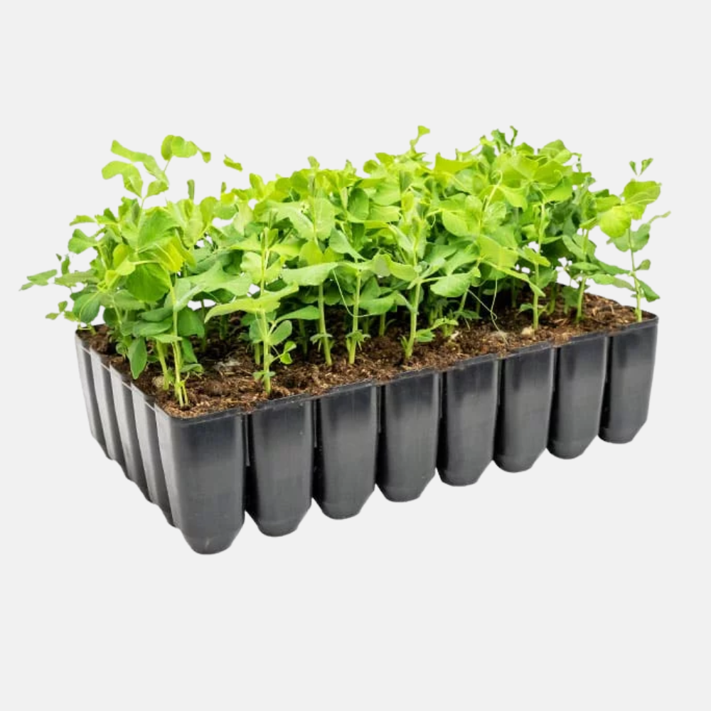 Compacte deep root tray hard kunststof  - 40 gaten