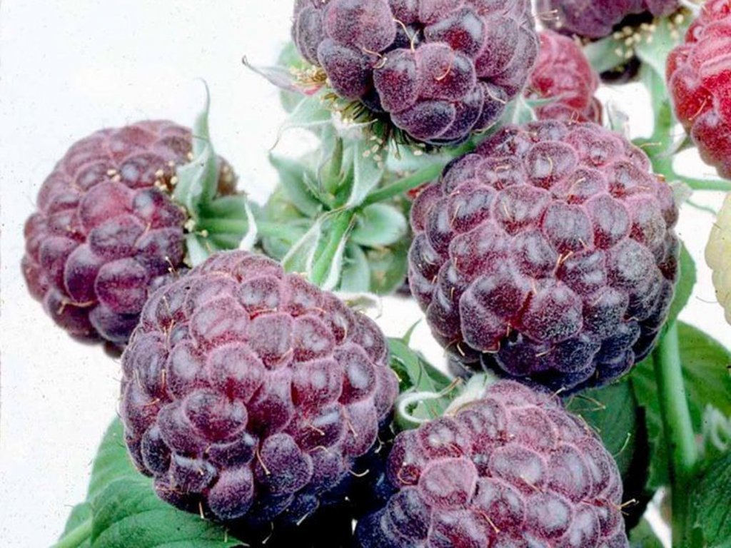 Rubus i. Violet framboise d'été. 'Glen Coe' en pot de 2 litres