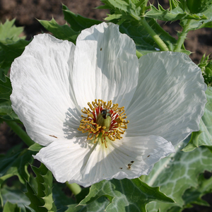 Stekelpapaver BIO