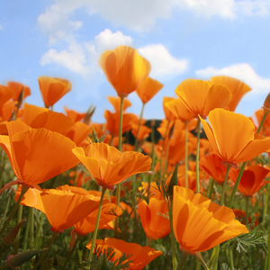 Slaapmutsje, oranje BIO