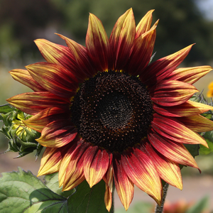 Zonnebloem, middel, rood BIO