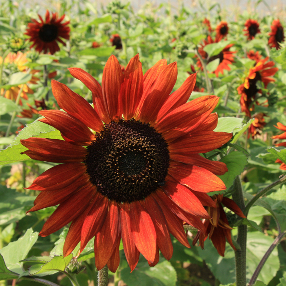 Zonnebloem 'Velvet Queen' BIO