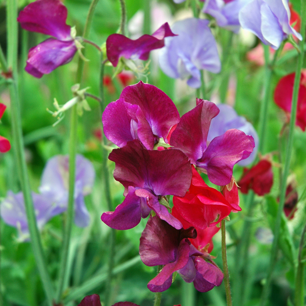 Lathyrus BIO