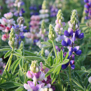 Kleine lupine BIO