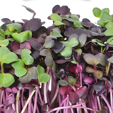 HARRY HERBS - Microgreens Nachfüllset inkl. Hydrokultur-Anzuchtmatte