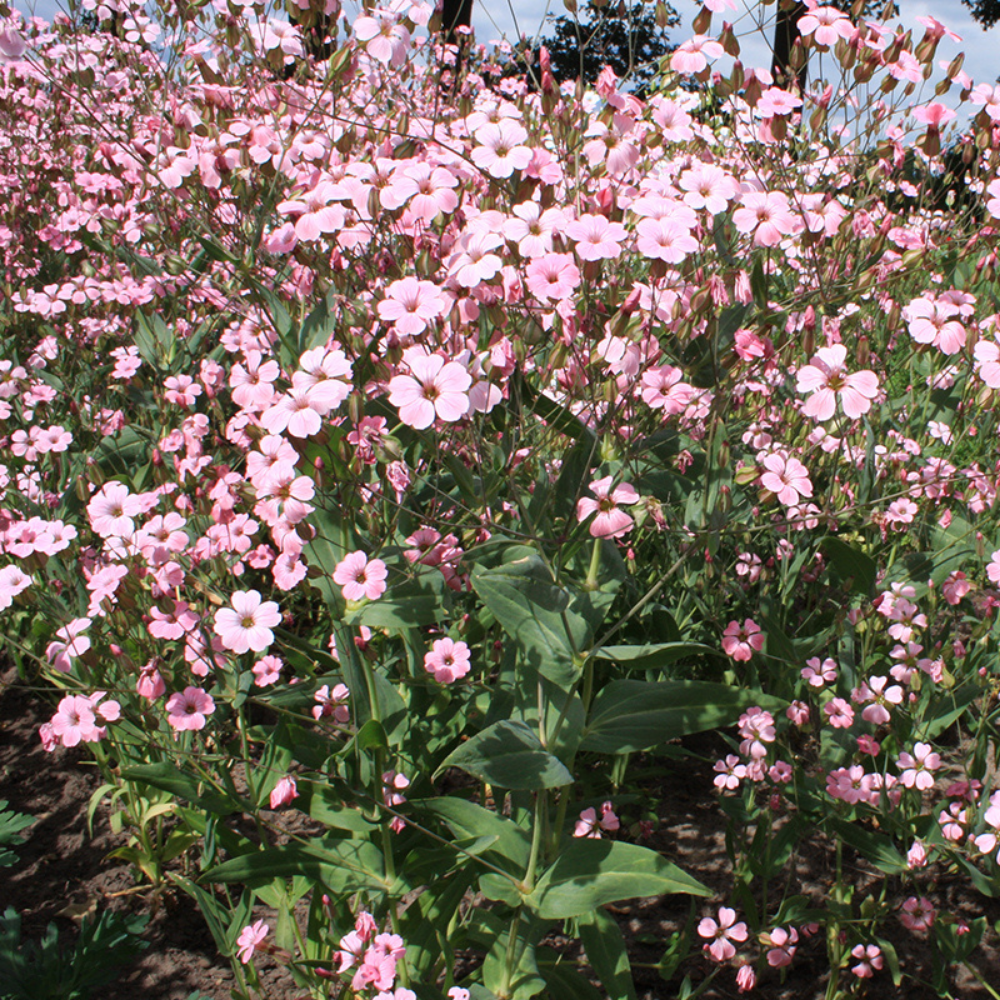 Herbe de vache, rose BIO