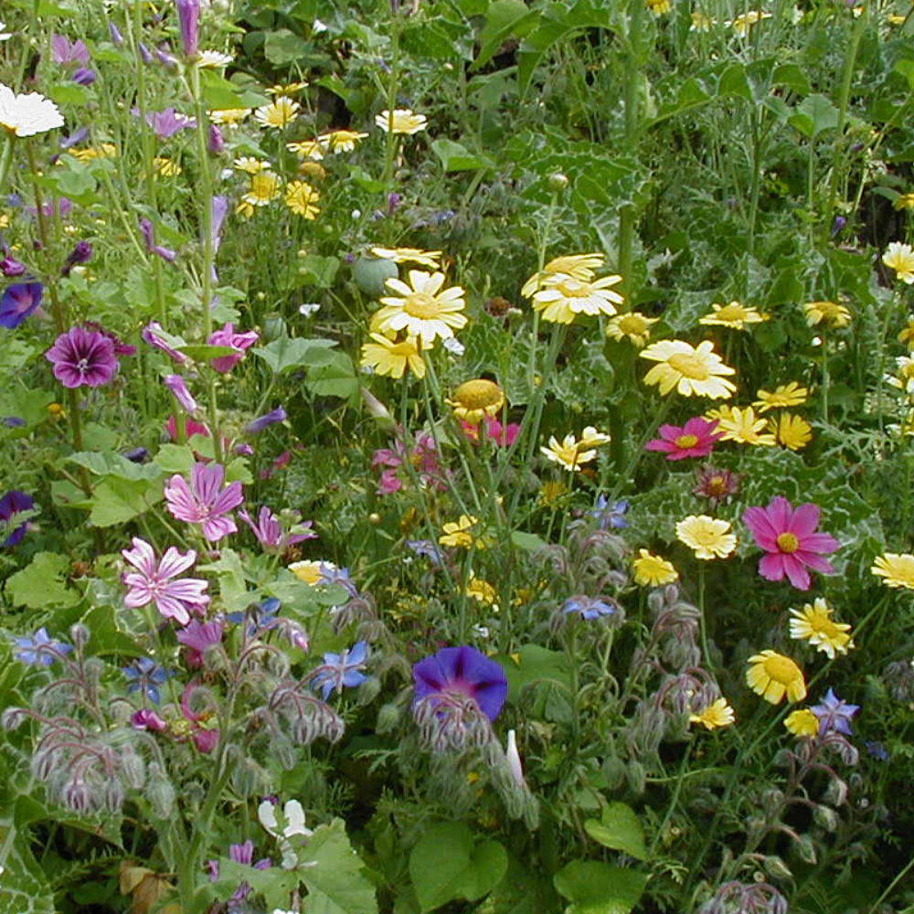 Bloemenmengsel, hoog BIO