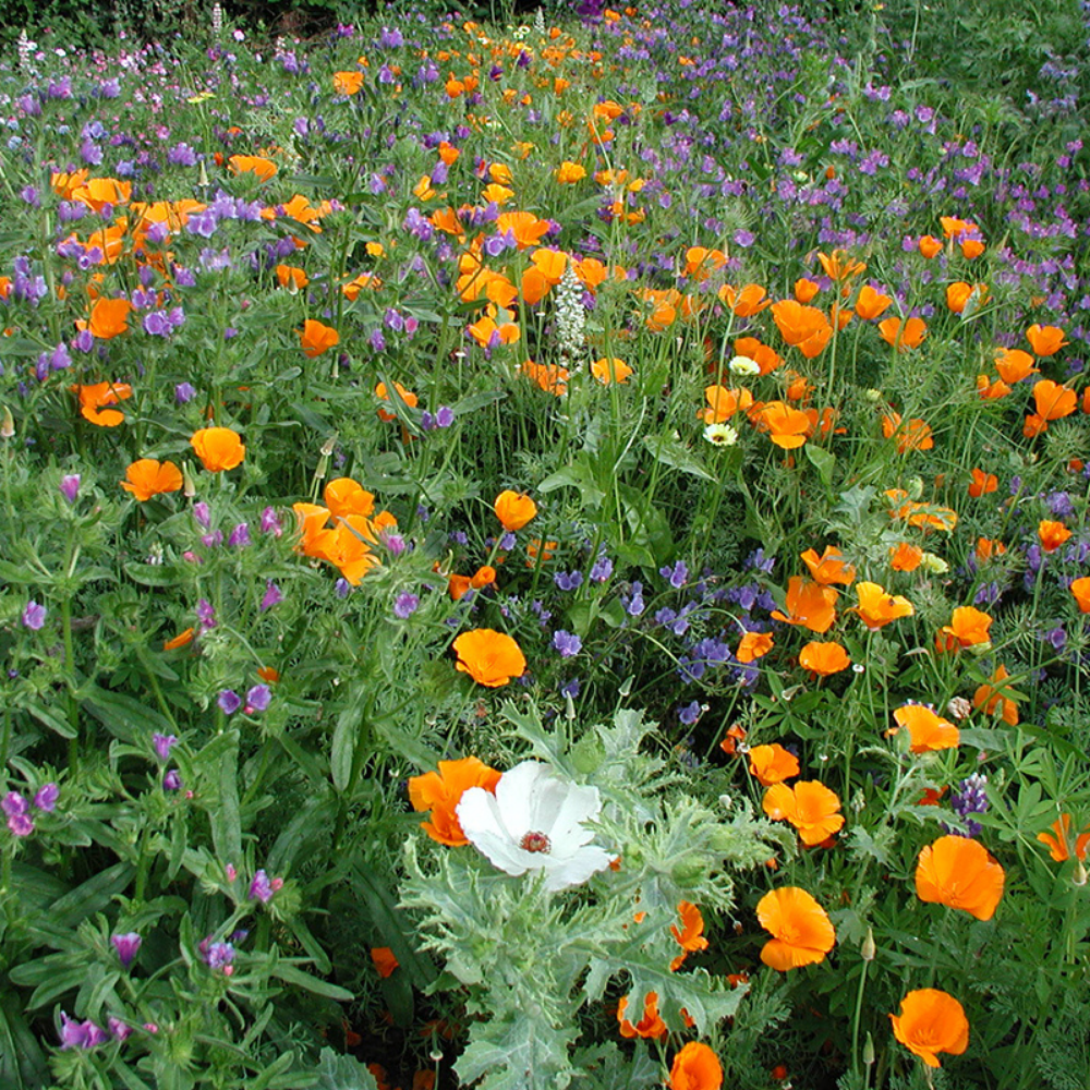 Bloemenmengsel, middelhoog BIO