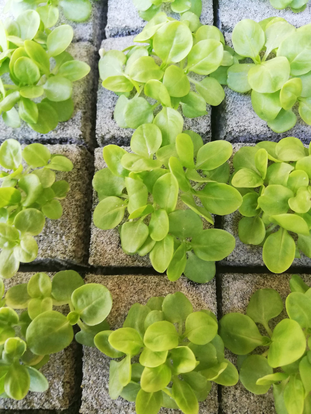 Veldsla plantjes 5 stuks