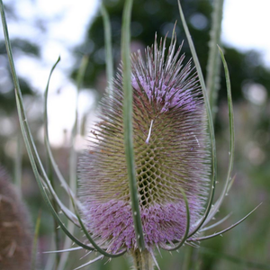 Grote kaardebol BIO