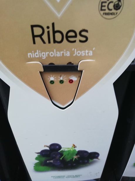 BIO Jostaberry Ribes nidigrolaria en pot de 2 litres