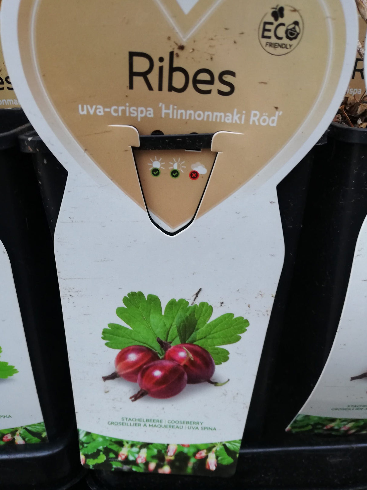 Kruisbes rood 'Hinnonmaki Rood' BIO