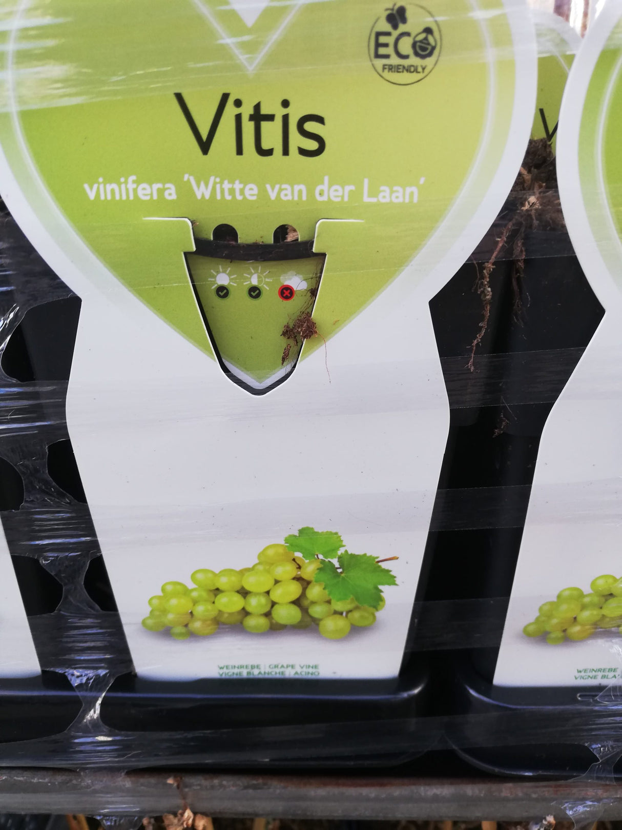 Vin blanc de raisin et dégustation de Vitis vinifera 'Witte van der Laan' en pot de 2 litres