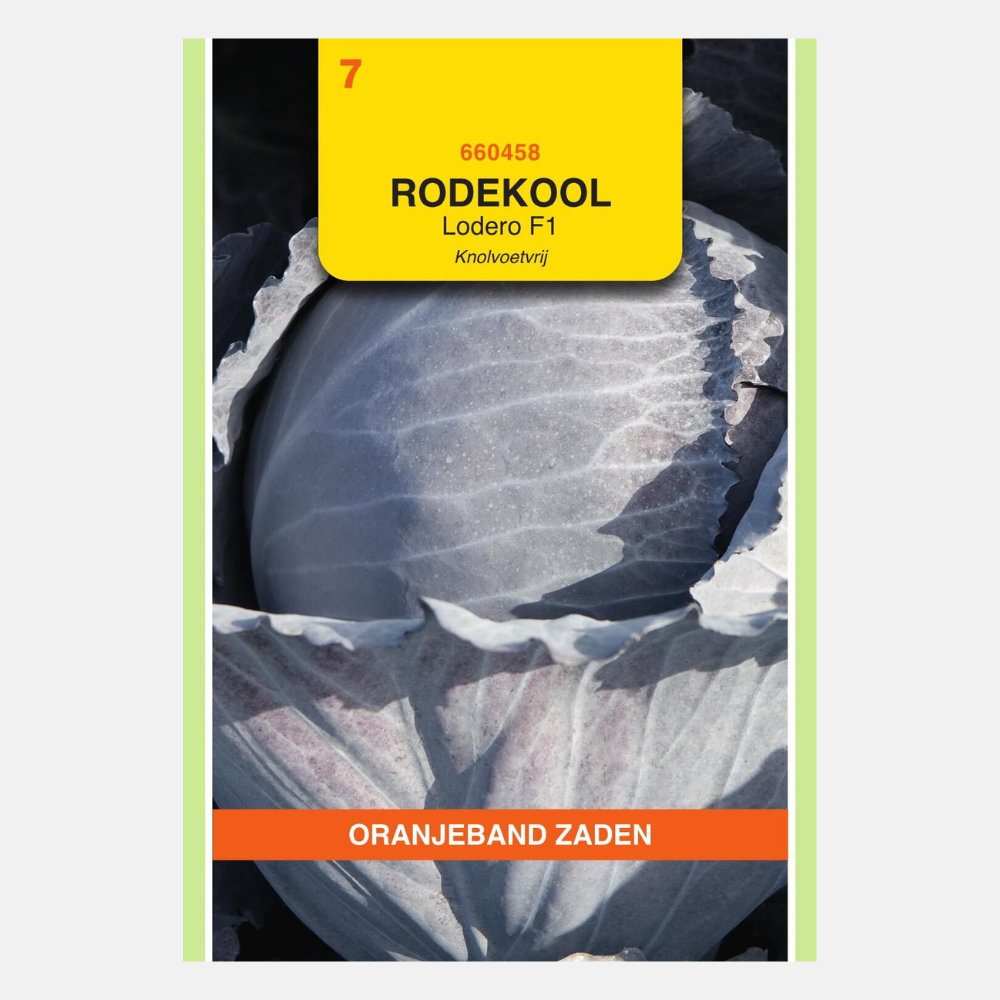 Rodekool 'Lodero' F1 Knolvoetvrij