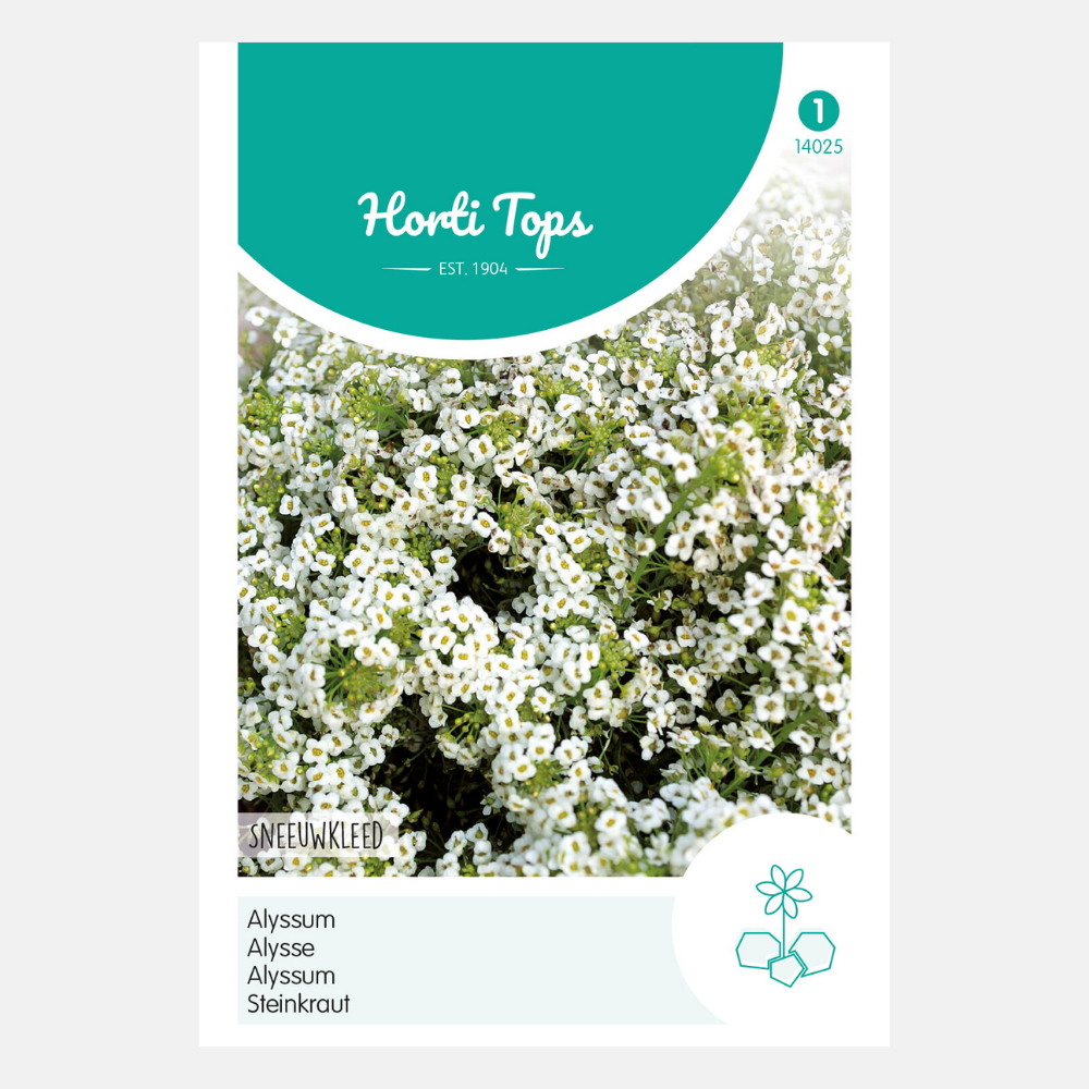 Alyssum 'Sneeuwkleed'