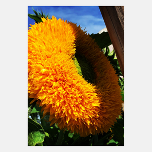 Sonnenblume Sungold mit gefüllten Blüten, hoher Inhalt: 3 Gramm Hortitops