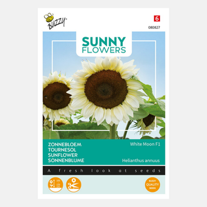 Fleurs ensoleillées Buzzy®. Tournesol Lune Blanche F1