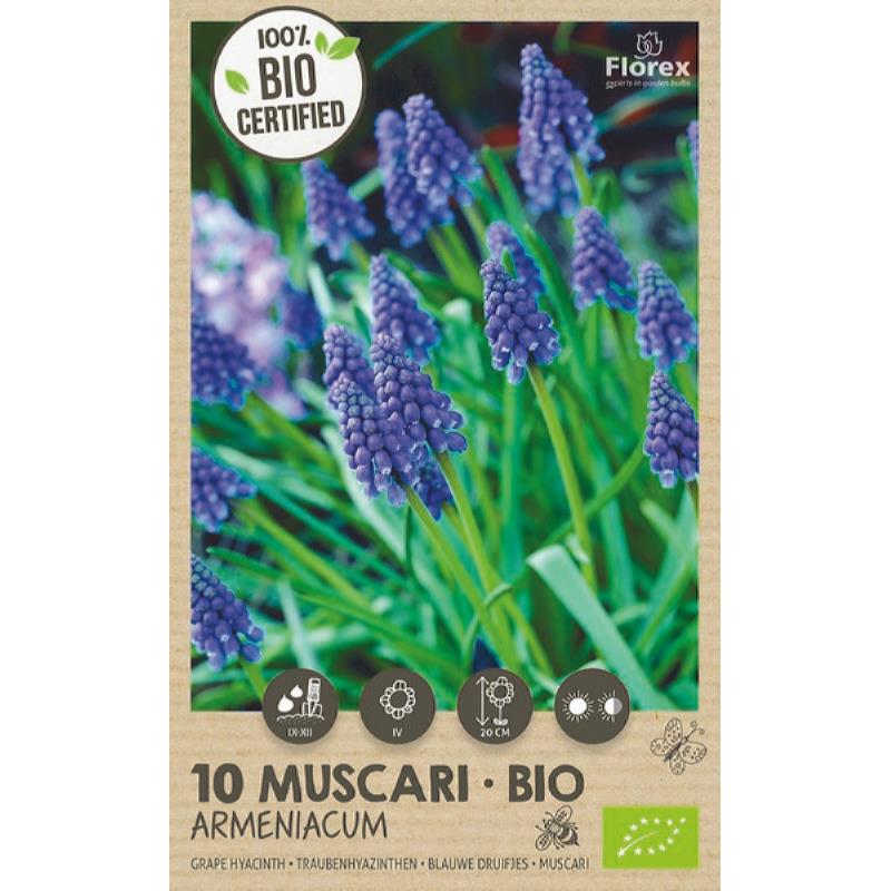 Muscari (Blauwe druifjes) Armeniacum  BIO - 10 stuks