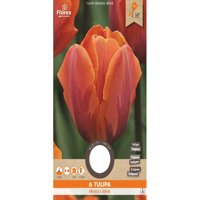 Tulipe Princesse Irène 11/12 6 pièces