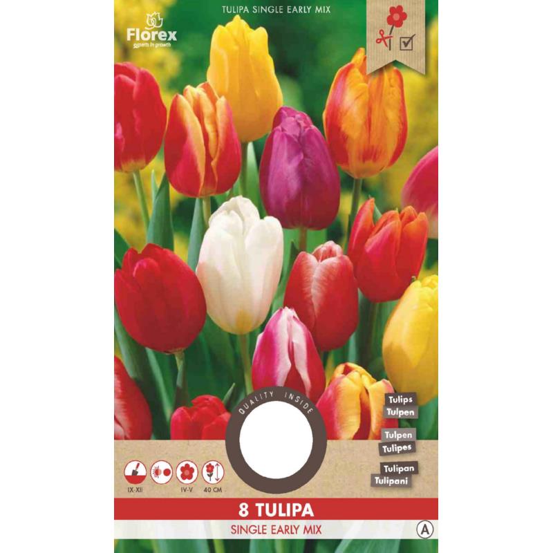 Tulipe Single précoce mixte 11/12 8 pièces