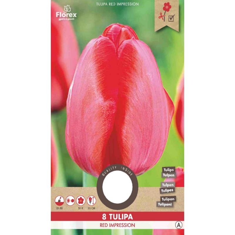 Tulipe Rouge Impression 12+ 8 pièces